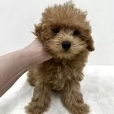 ティーカッププードル