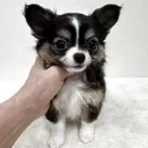 チワワ(ロング)