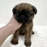 ブリュッセルグリフォン