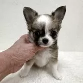 チワワ(ロング)