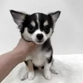 チワワ(ロング)