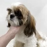 シーズー【東京都・男の子・2025年1月19日・ホワイト&ゴールド】の写真2
