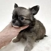 チワワ(ロング)【東京都・女の子・2025年10月12日・フォーン&ホワイト】の写真2