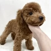 タイニープードル【東京都・男の子・2024年12月25日・レッド】の写真3