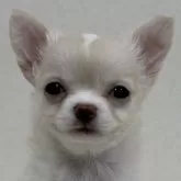 チワワ(ロング)【東京都・女の子・2025年1月24日・クリーム&ホワイト】の写真4