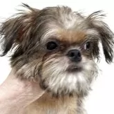 ブリュッセルグリフォン【東京都・男の子・2025年8月2日・レッド】の写真4