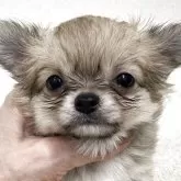 チワワ(ロング)【東京都・女の子・2025年10月5日・フォーン&ホワイト】の写真4