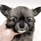 チワワ(ロング)【東京都・女の子・2025年10月12日・フォーン&ホワイト】の写真4