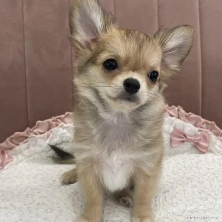 ID：2209-00368の子犬