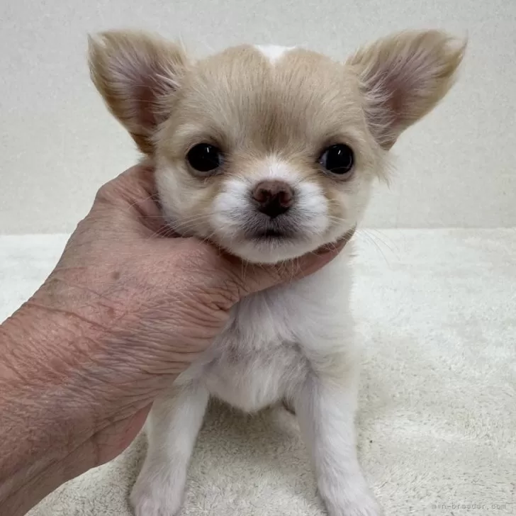 ID：2407-05231の子犬