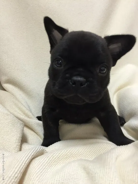 ID：1604-01082の子犬