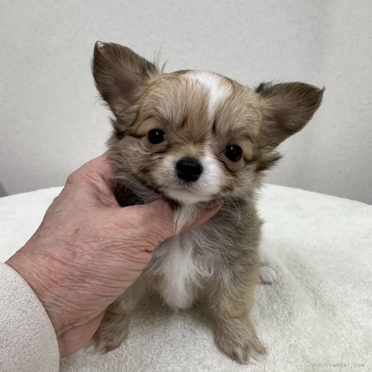 ID：2401-00005の子犬