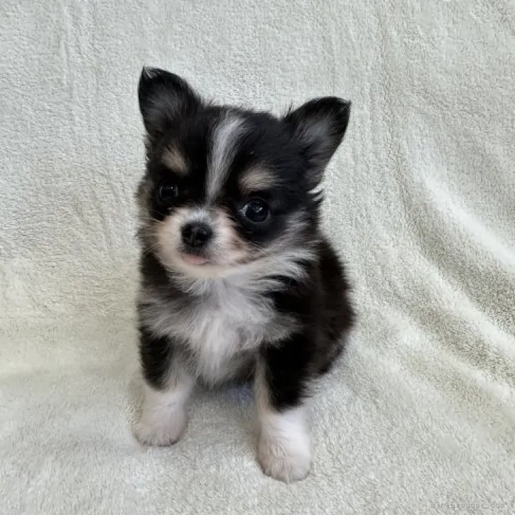 ID:2301-01188の子犬