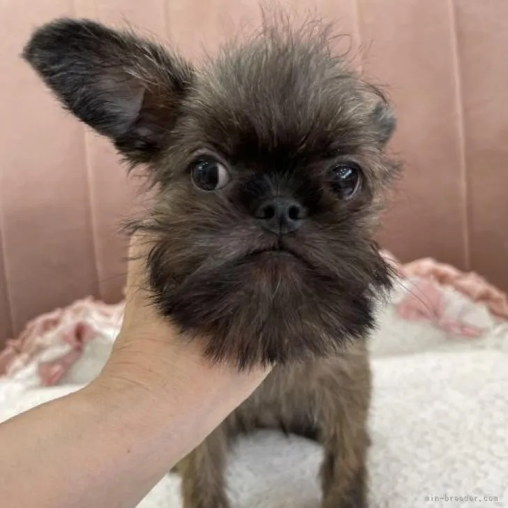 ID：2205-00387の子犬