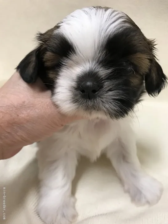 ID：1804-02504の子犬