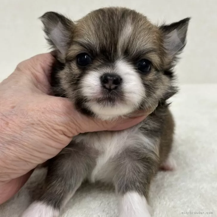 ID：2410-04819の子犬