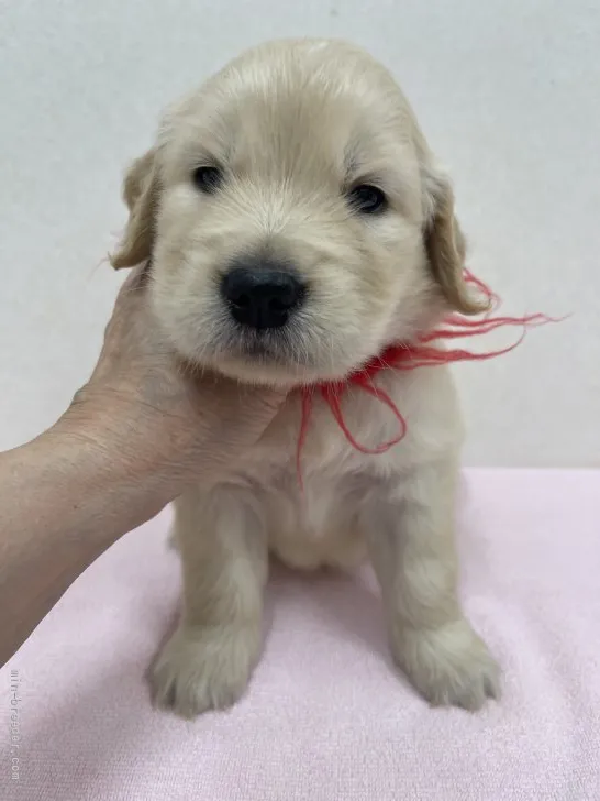 ID:2108-02190の子犬
