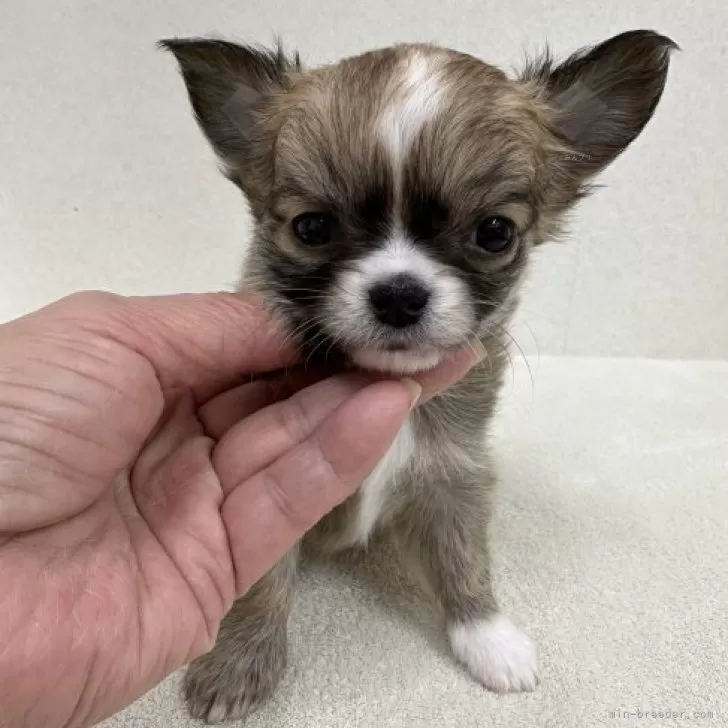 ID:2312-01845の子犬