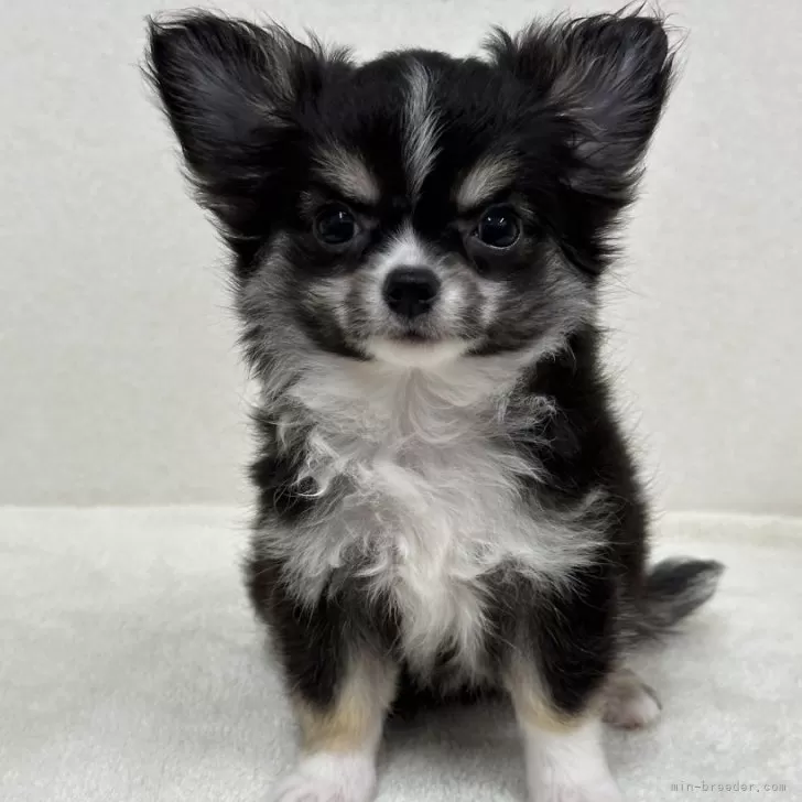 ID：2409-05773の子犬