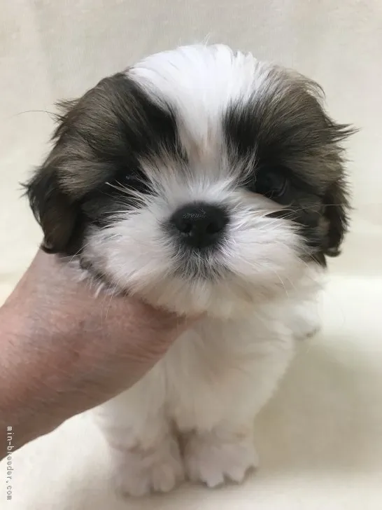 ID：1803-00914の子犬