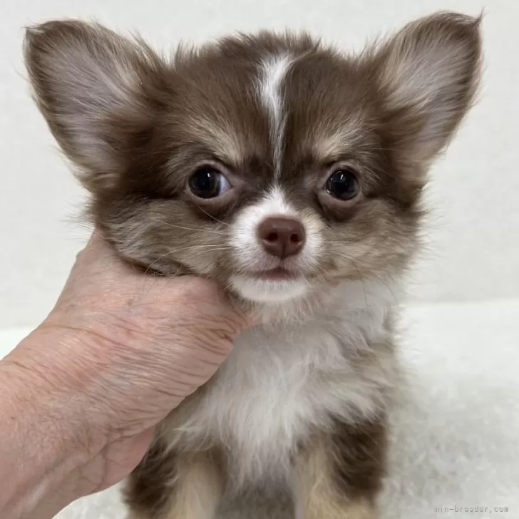 ID:2407-05232の子犬