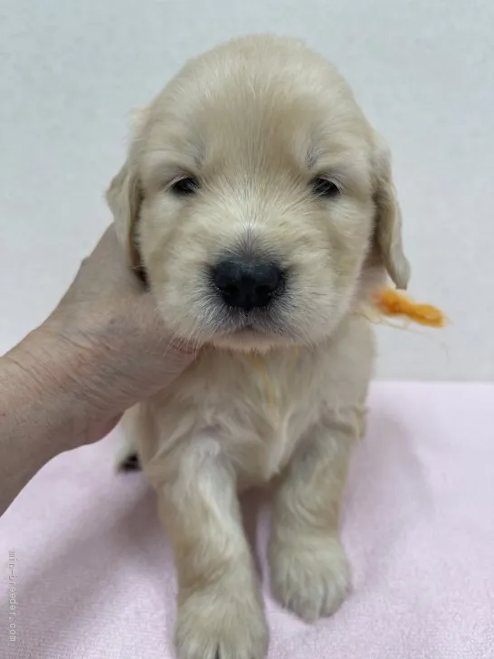 ID:2108-02191の子犬