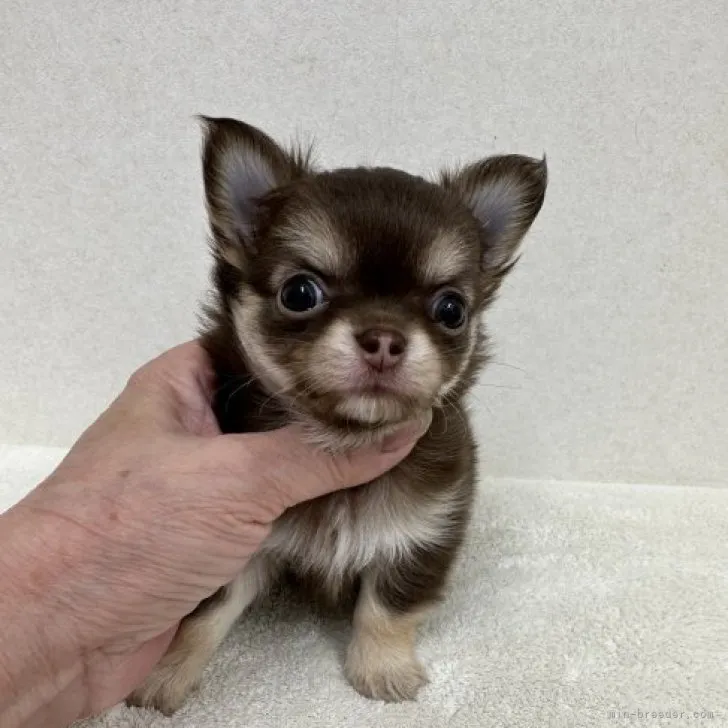 ID:2308-03966の子犬