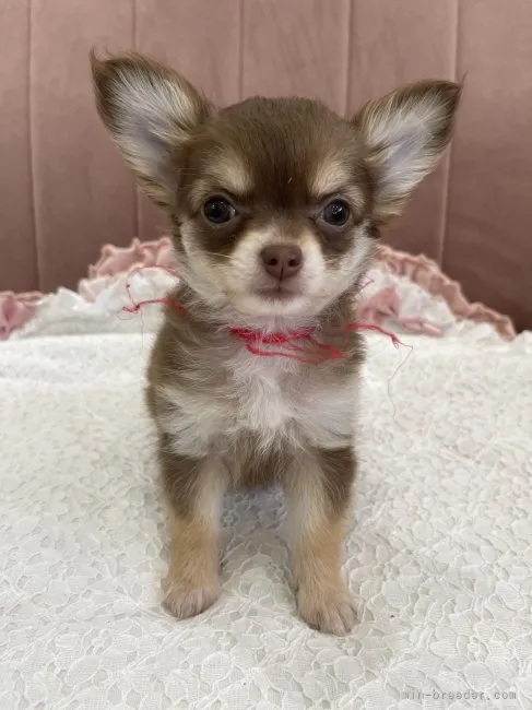 ID:2206-03663の子犬