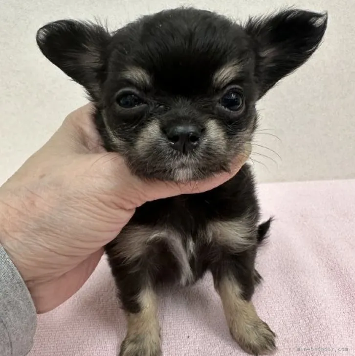 マルコス 様のお迎えした子犬