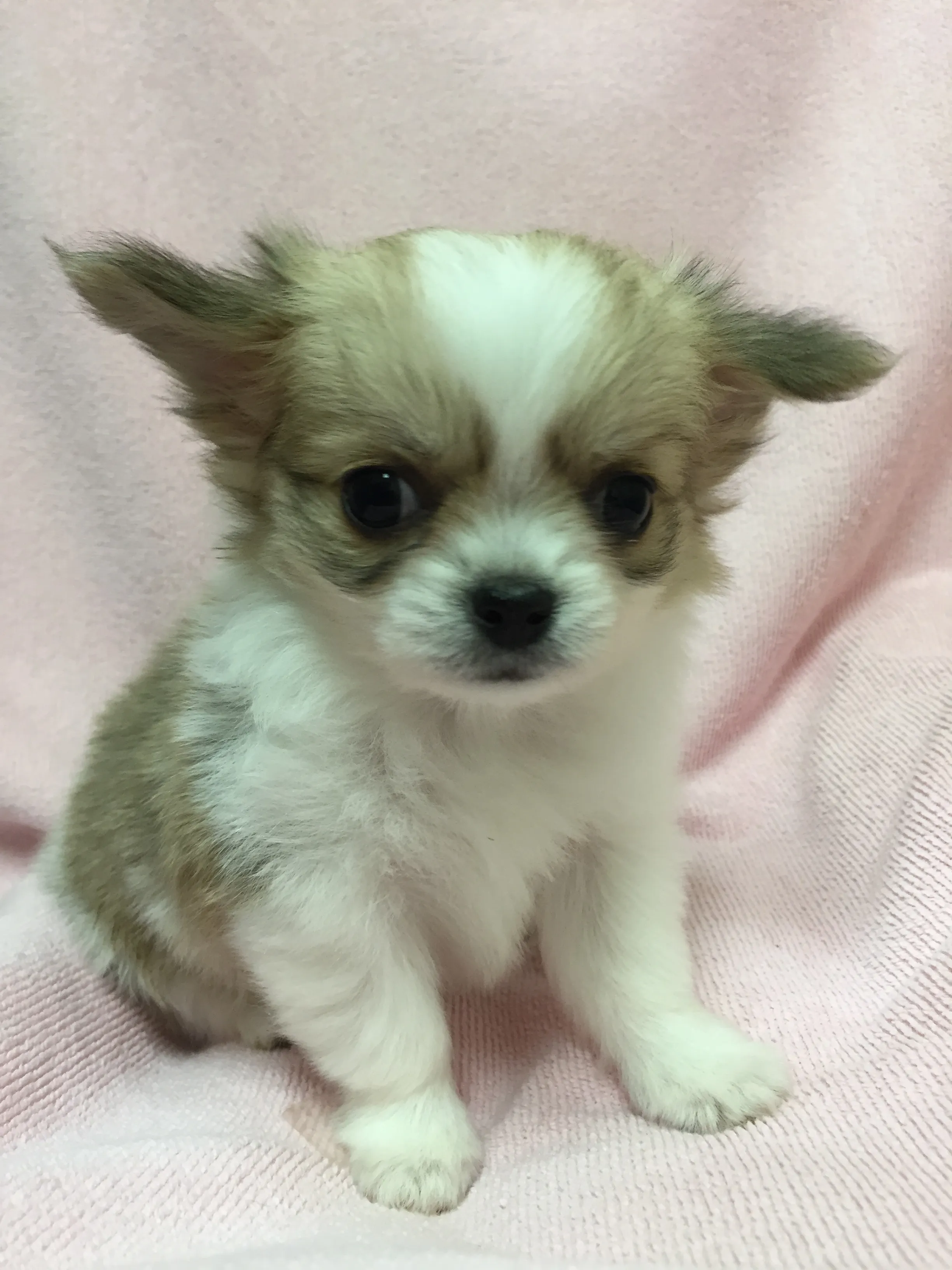 ID：1604-00728の子犬