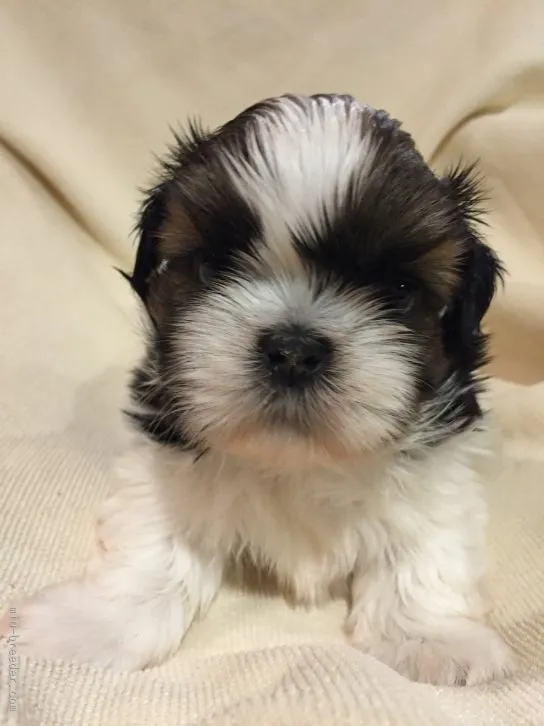 ID：1603-00189の子犬