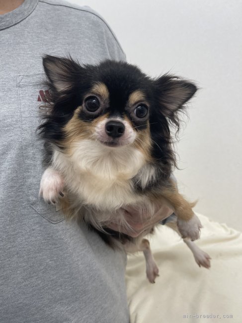 チワワ(ロング)【・女の子・2019年3月13日・ブラック、タンアンドホワイト】