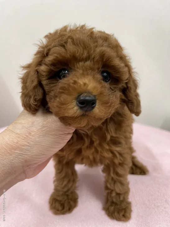 ID:2112-02024の子犬