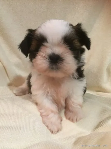 ID:1506-01212の子犬