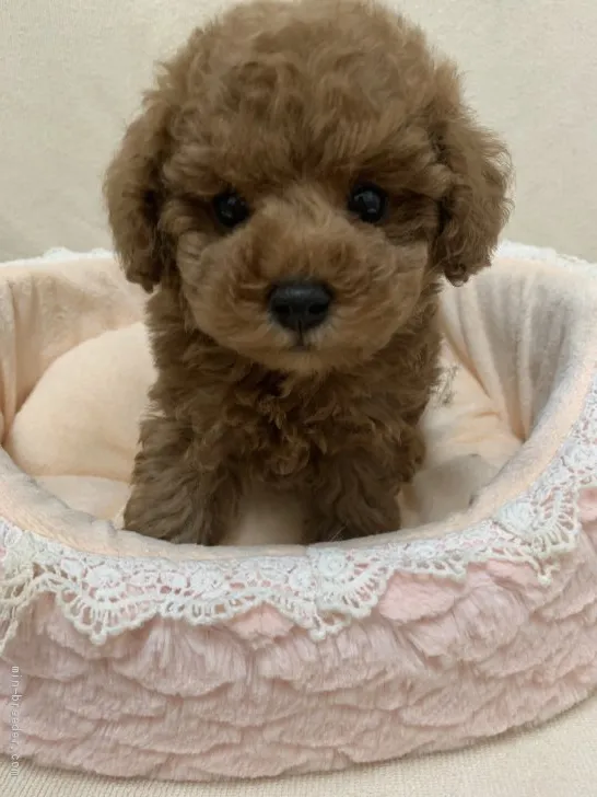 ID：2010-03043の子犬