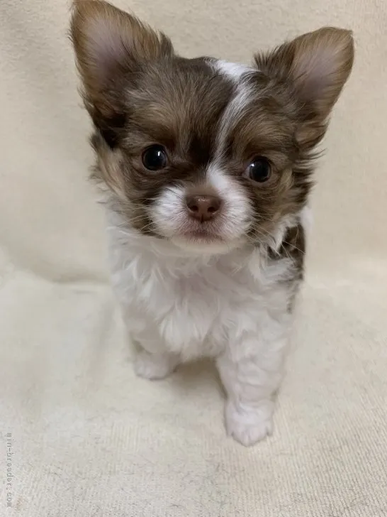 ID：1902-02858の子犬