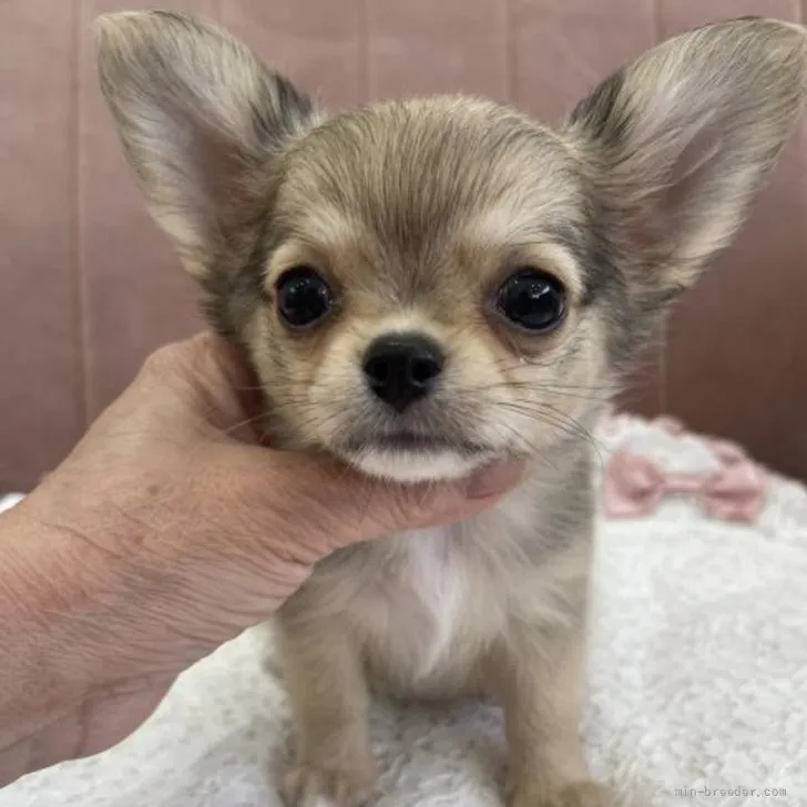 ID：2205-00384の子犬