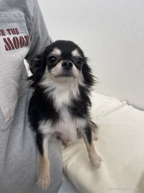 チワワ(ロング)【・女の子・2021年3月10日・ブラック、タン&amp;ホワイト】