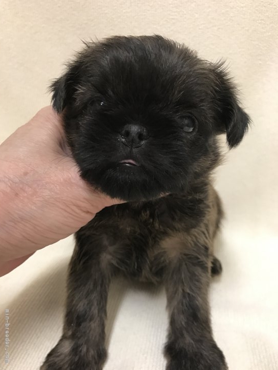 ブリュッセルグリフォン 東京都 女の子 17年12月13日 レッド おメメがキュートな女の子 希少犬種です みんなのブリーダー 子犬id 1801