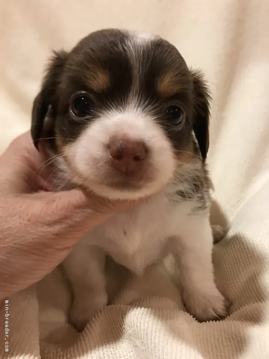 ID：1709-00722の子犬