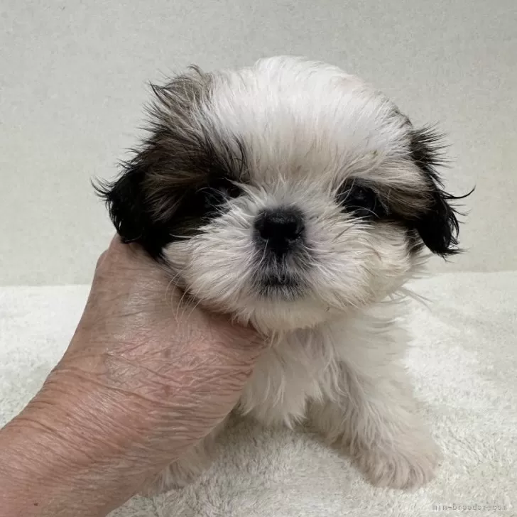 ID:2409-01716の子犬