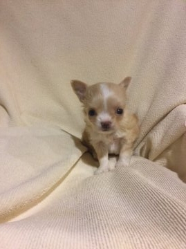 チワワ(ロング)【東京都・男の子・2014年11月30日・クリーム&ホワイト】の写真「小ぶりの可愛い男の子」