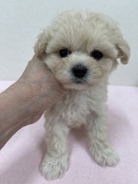 父親ティーカッププードル 母親マルチーズ【東京都・男の子・2021年8月14日・クリーム】の写真「父親ティーカッププードルの黒目の大きい美男子マルプ」