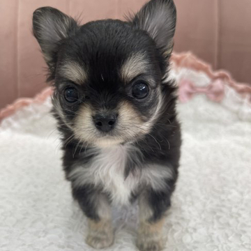 チワワ(ロング)【東京都・女の子・2022年4月22日・クリーム&ホワイト】の写真「父親JKCチャンピオンの優良血統の美人さん」