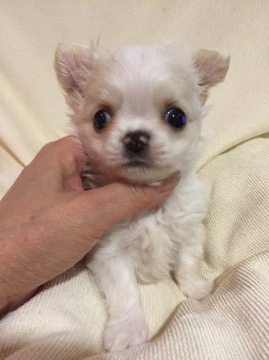 チワワ(ロング)【東京都・男の子・2016年4月14日・ホワイト&クリーム】の写真「おメメくりくりのオトメン君」