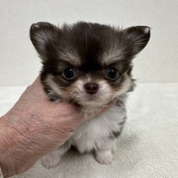 チワワ(ロング)【東京都・女の子・2023年9月23日・チョコレート、タン&ホワイト】の写真「父親JKCチャンピオンの小ぶりでお鼻の詰まった美人」