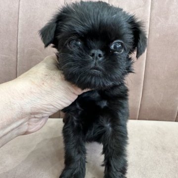 ベルジアングリフォン【東京都・男の子・2023年4月5日・ブラック】の写真「小ぶりでおメメクリクリの美男子君」