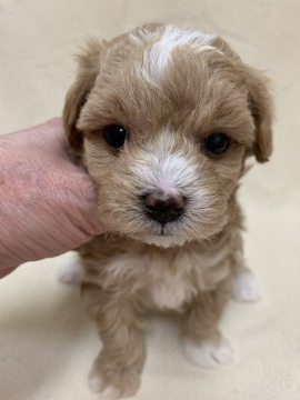 父親ティーカッププードル(レッド)母親マルチーズ【東京都・女の子・2020年2月14日・アプリコット&ホワイト】の写真「甘えん坊さんでキュートな子💕」