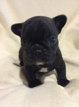 フレンチブルドッグ【東京都・女の子・2016年2月20日・ブリンドル】の写真「父INTチャンピオン直子 母JKCチャンピオン直子」