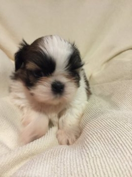 シーズー【東京都・女の子・2016年4月23日・ゴールド&ホワイト】の写真「小ぶりな系統の可愛いシーズーちゃん」